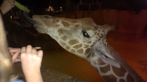 Giraffe at the Dallas Zoo
