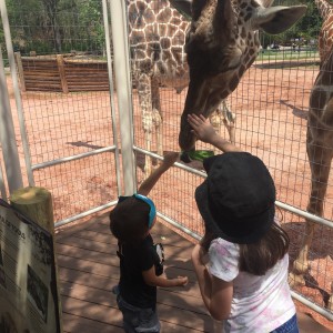 A young guest taking the opportunity to gently pet the giraffe. 